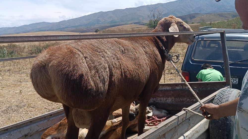 Ассалаумағалейкум қошқар сатылады