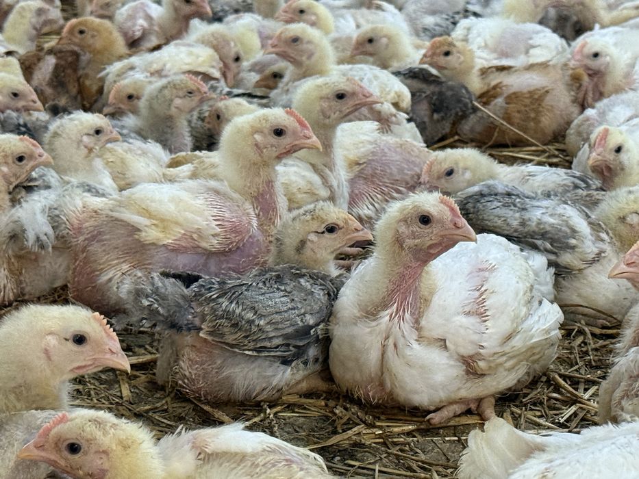 Pui de carne si rasa mixta