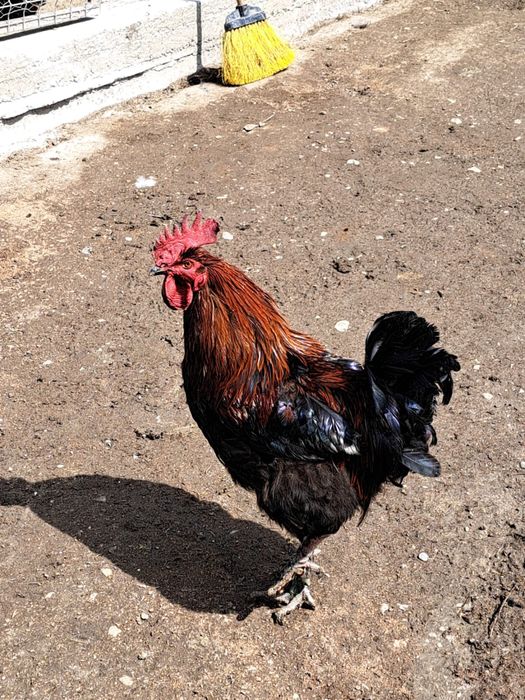 Cocosi marans si australop