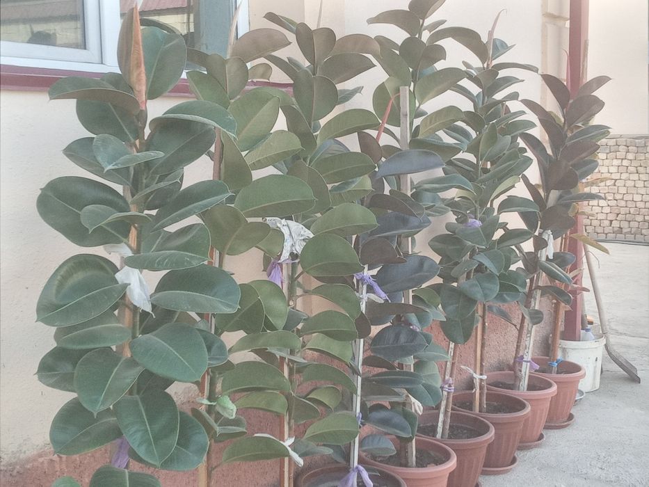 Фикус (кора шахзода) гуллари 4 йиллик узунлиги 2 метр атрофида