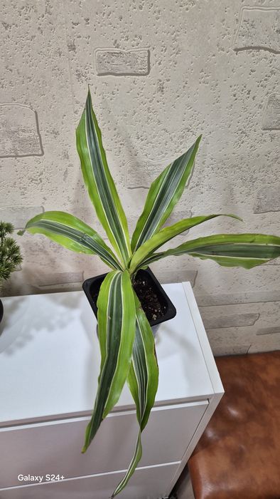 Драцена душистая Лемон лайм