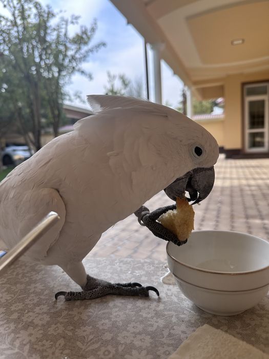 Бело хохлый какаду сотилади Идеал ручной пара иккаласи хам гапиради.