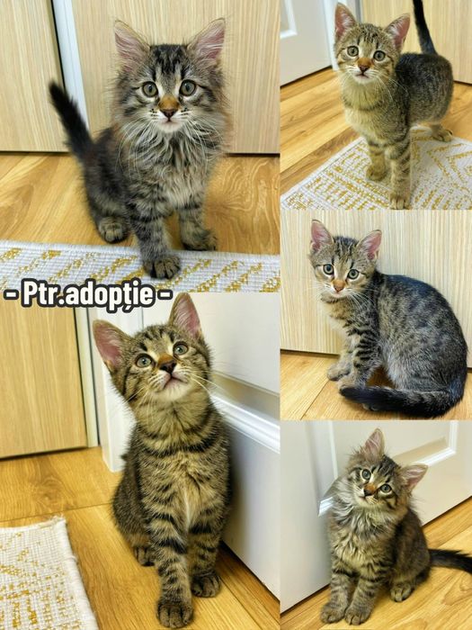 Adoptie pisoiasi