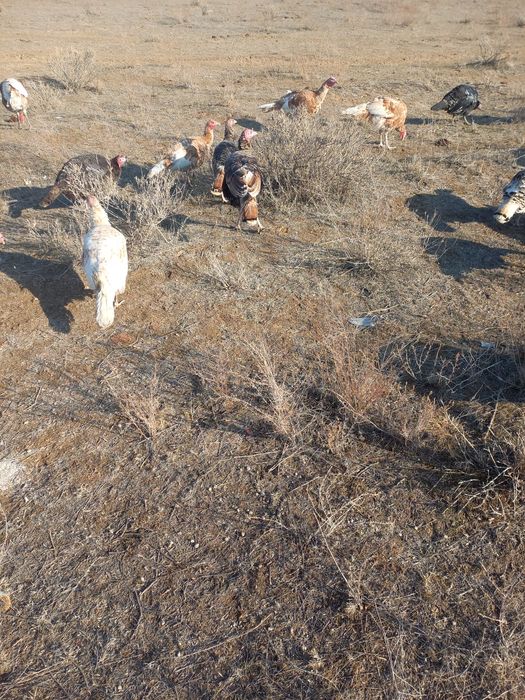 Күркетауық (үндік) Индюк индюшка