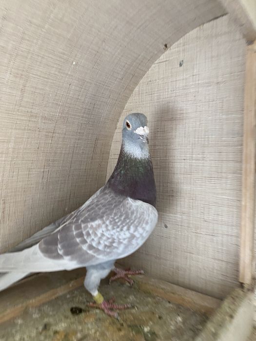 Vand porumnei voiajori