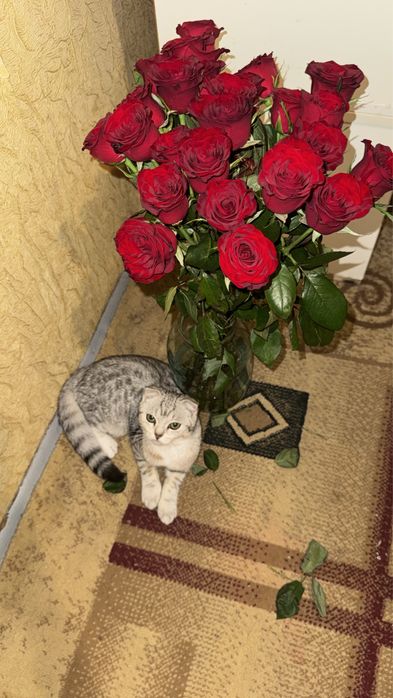 Таза кошки кыз шотландскы