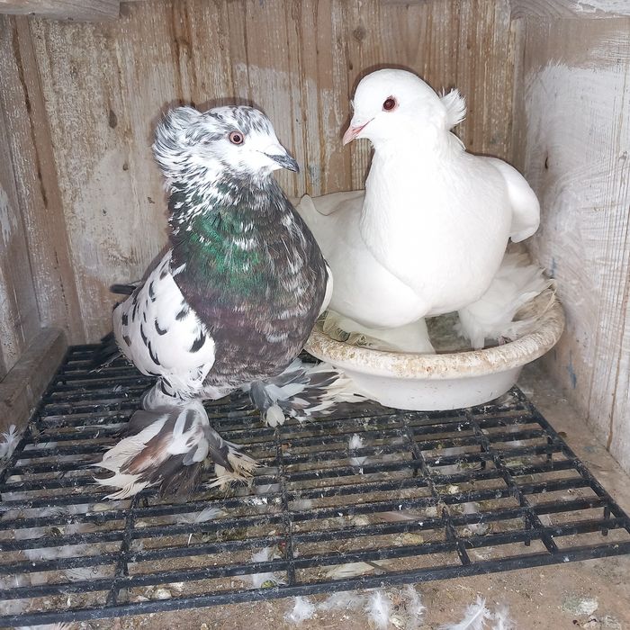 Schimb porumbei uriasi maghiari