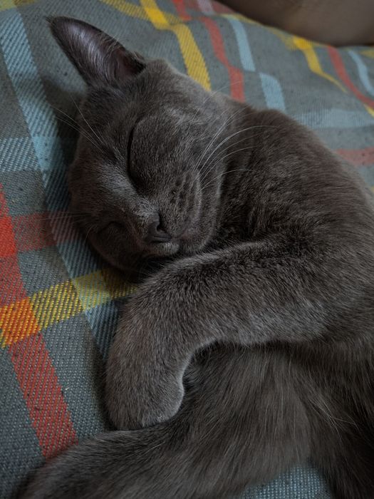 Котик ищет любящую семью