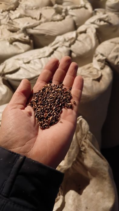 Семена суданской травы. Суданка.