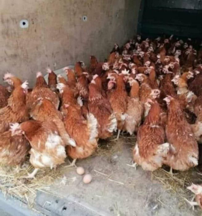 Vindem găini outoare