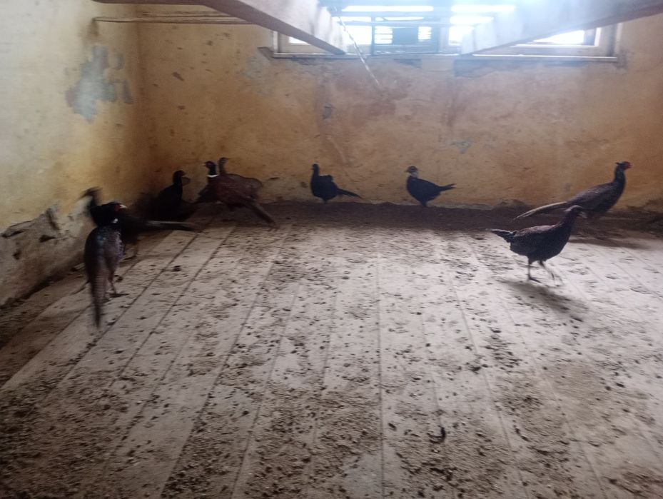 Pui păun și fazani