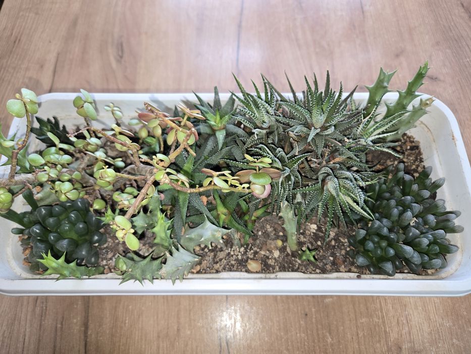 Продам садики из суккулентов