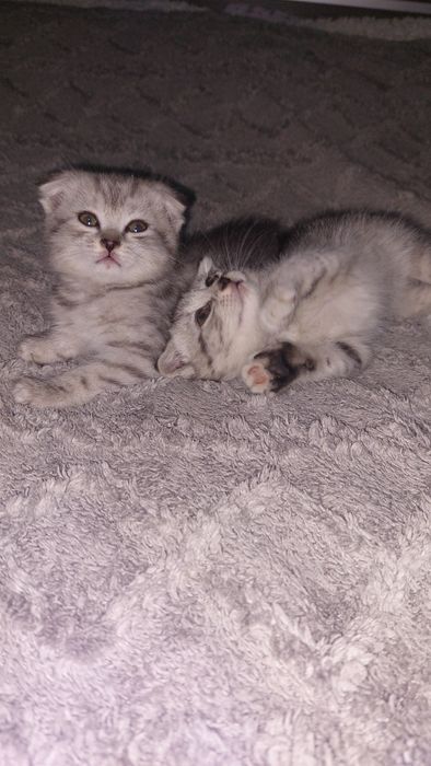 Продам шотландских котят