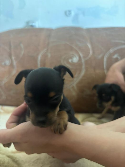 Продам щенят той терьерчиков мини