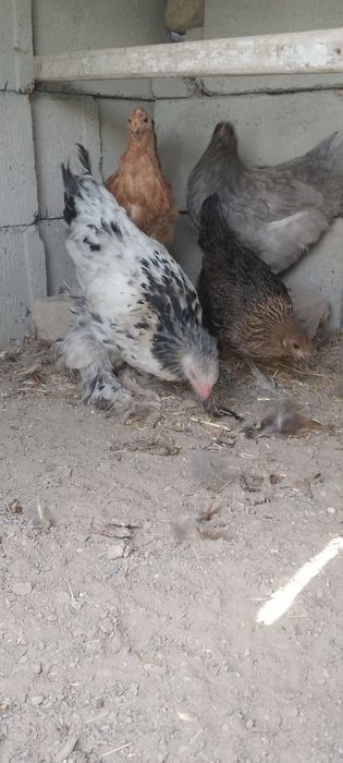 3 tovuq  8 dona jujalar    Jami 11 dona    3 donasi birama