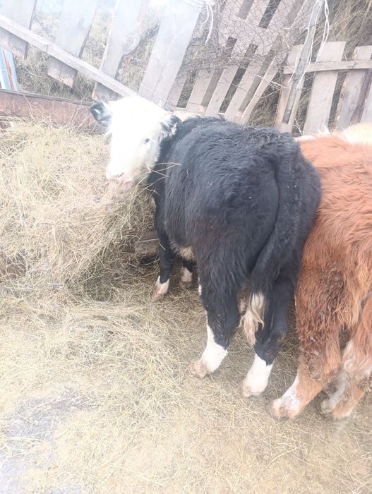 Продам телят на мясо