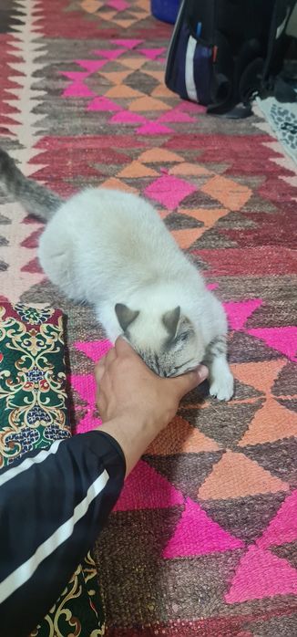 Скоттиш страйт колор пойнт