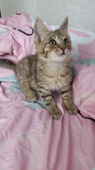 Отдам в добрые руки