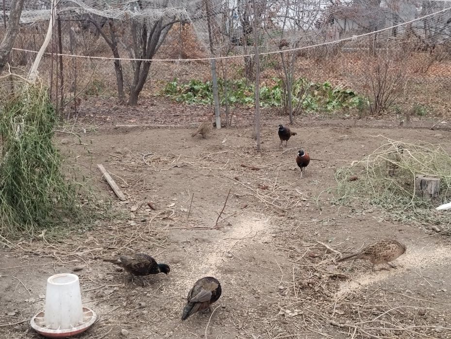 Продам либо обменяю на другие породы