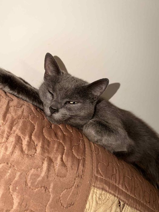 Dau spre adoptie pisica are 3 ani