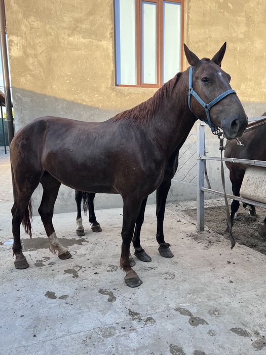 Продам кобылу жиребая