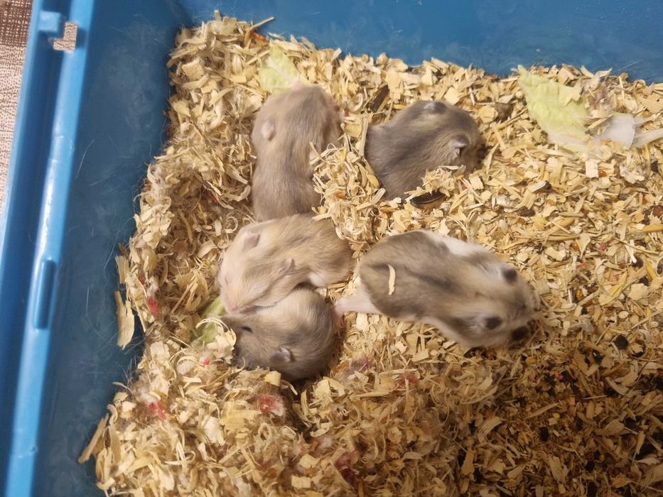 Джунгарские хомячки