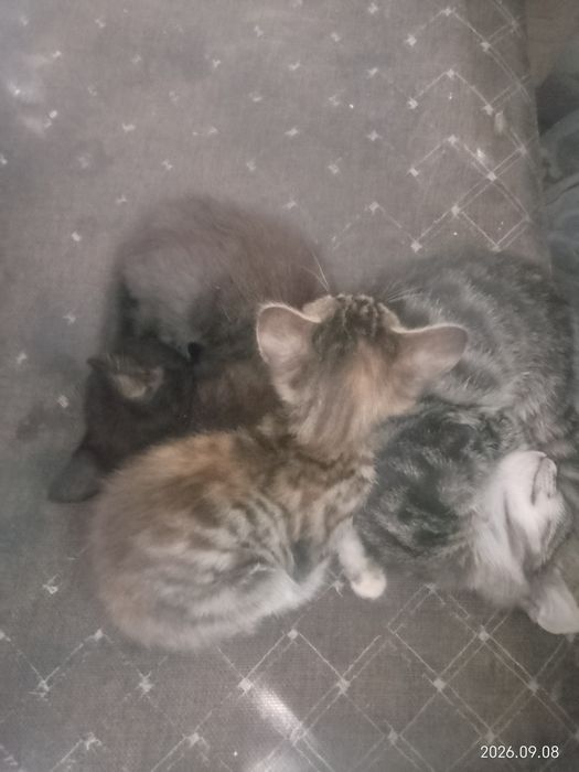 Отдам котят в добрые руки