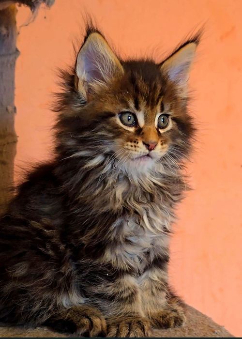 Котенца мейнкун дългокосмести