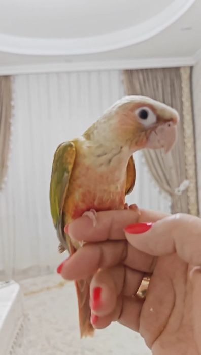 Продаётся ручной попугай.