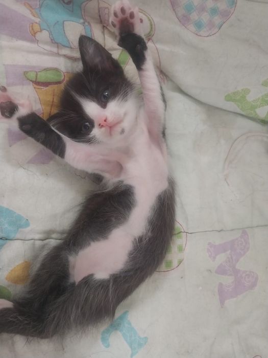 Отдам котёнка в добрые руки