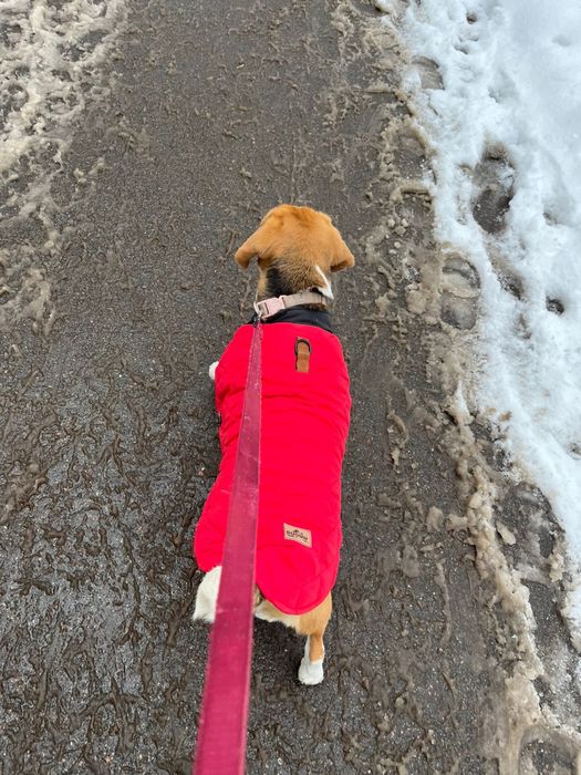 Выгул собак в вашем районе