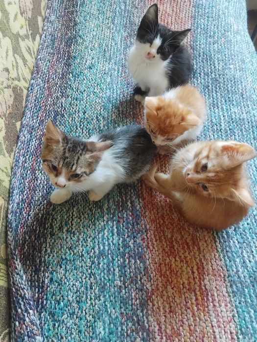 Две котенца подрастващи