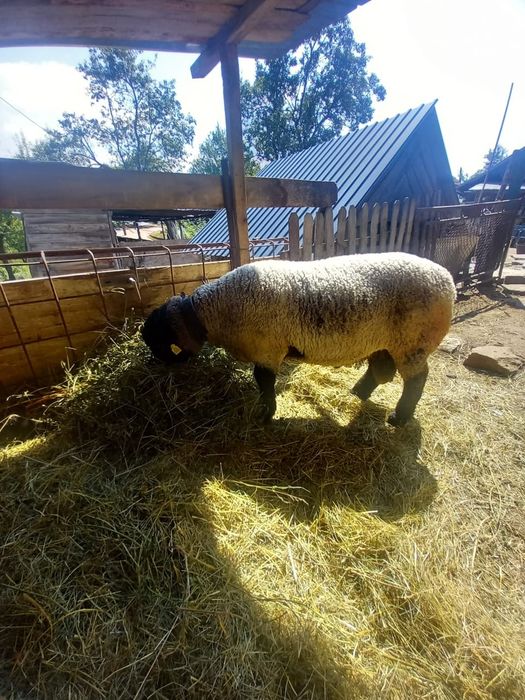 Berbec suffolk   de vanzare