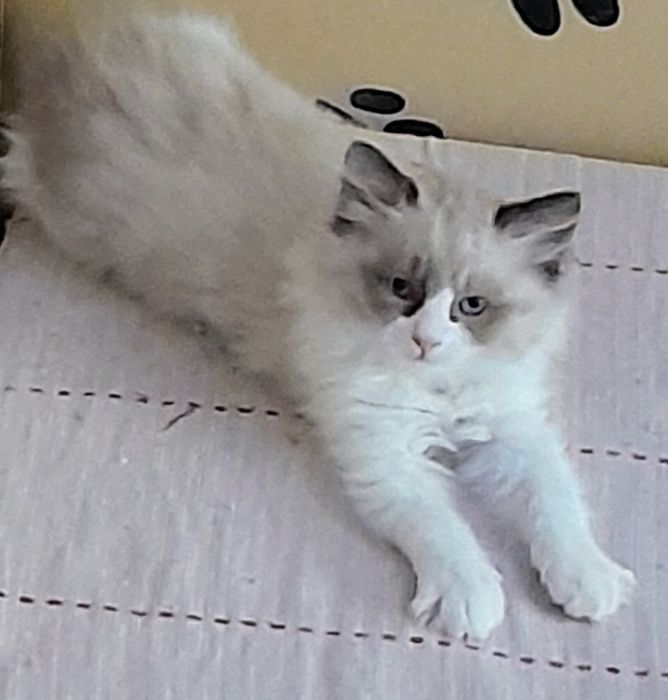 Котета Регдол на 2,5 м.