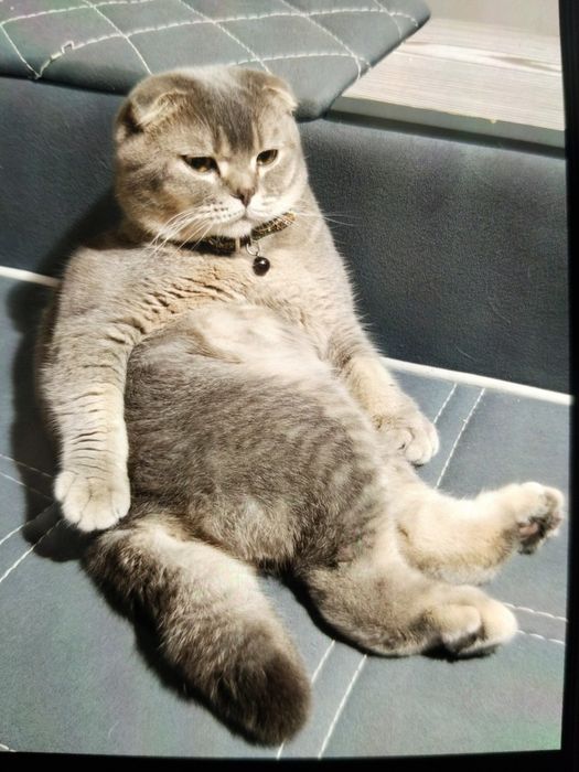 Продается  Кот  годовалый