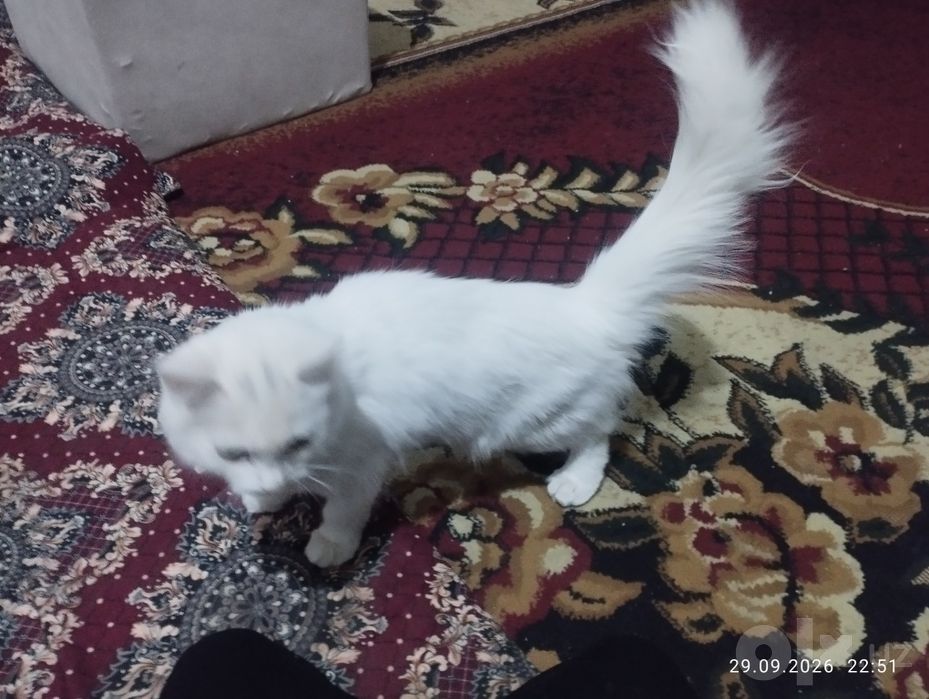 Mushuk bolasi tekin