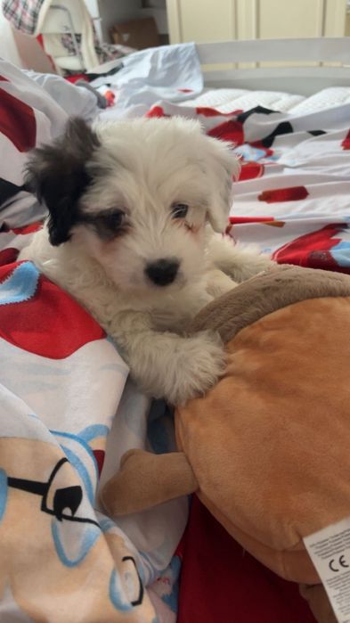 Vând cățeluș bichon