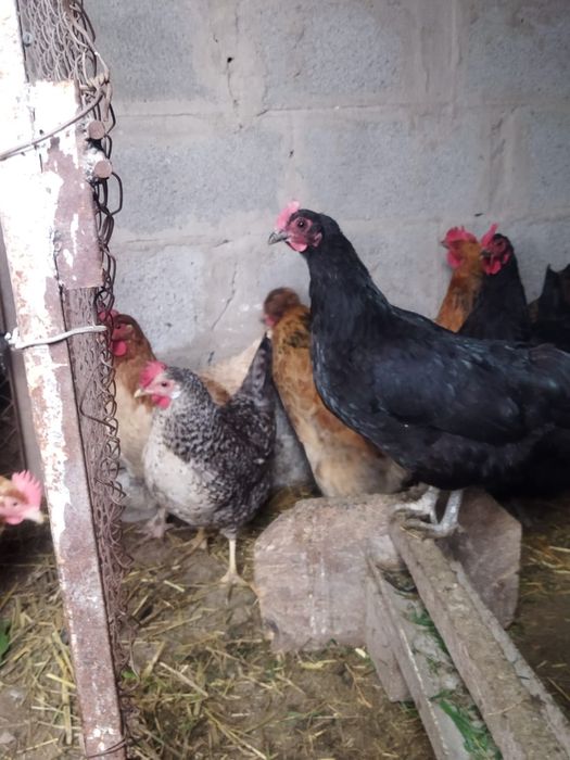 Продам куры домашние