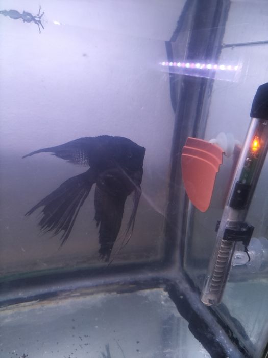 Скаляри самец и самка