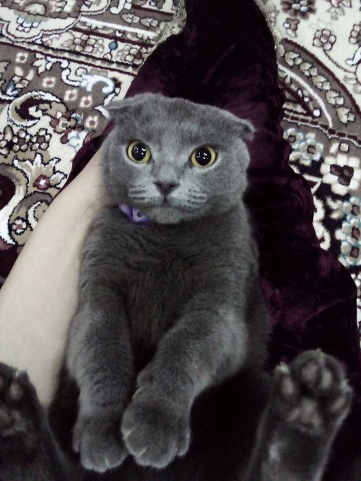 Turgan holda mushuk ichida berdi