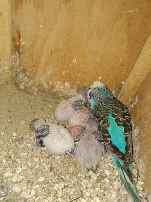 вълнисти папагалчета