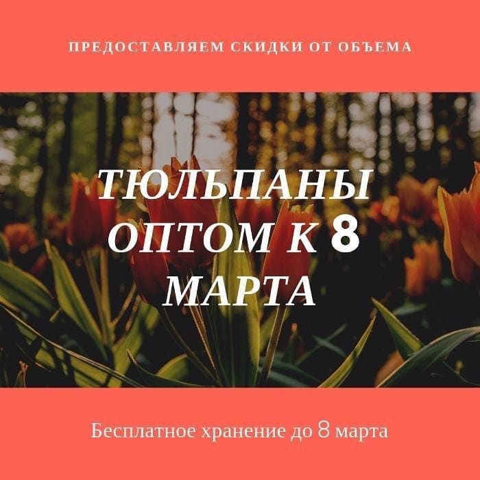 Тюльпаны оптом от 420 тенге