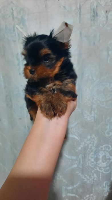 Щенки йокширский терьер