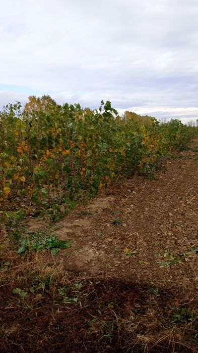 Puieți salcâm frasin fag carpen ulm plop mesteacăn brad molid Tei arin