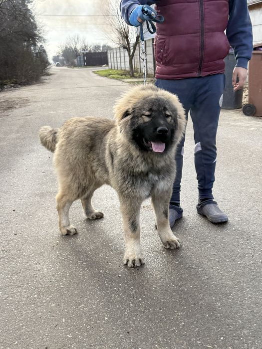 Femela ciobanesc caucazian