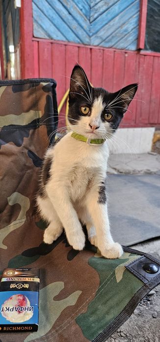 Котята. Бесплатно.
