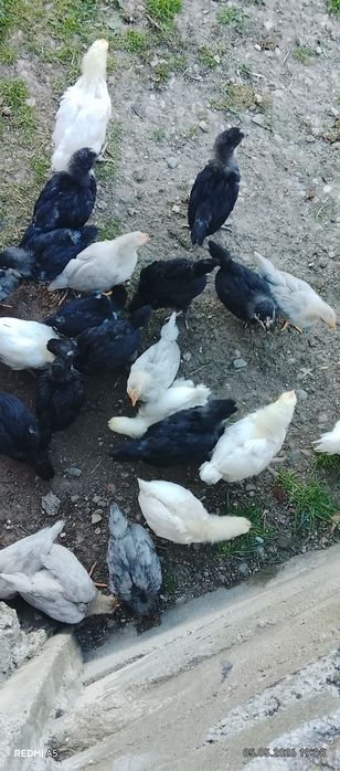 Pui de rasa acept și scimb