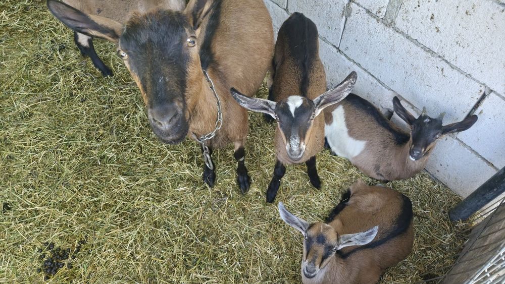 Iede din capre bune de lapte de vânzare
