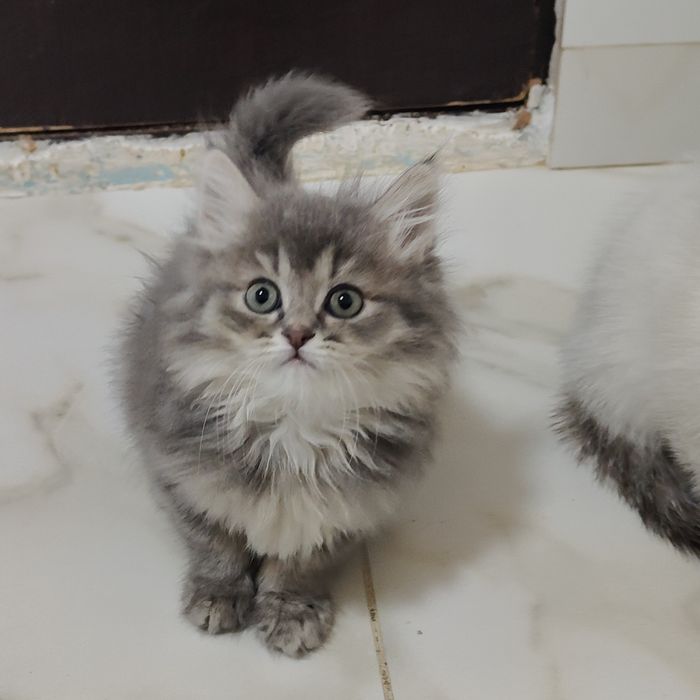 Котята от Золотой Шиншиллы