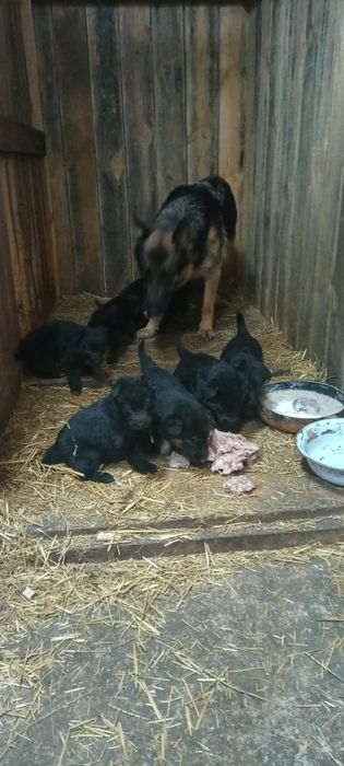 Щенки немецкой овчарки